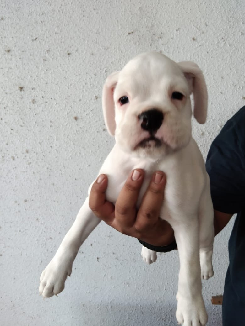 Buy Vaccinated  Boxer Puppy from Jaipur